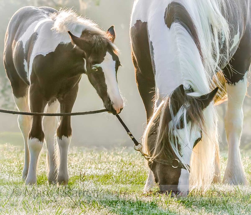 2240C(1).jpg :: Gypsy Vanner Horse  foal playing with lead