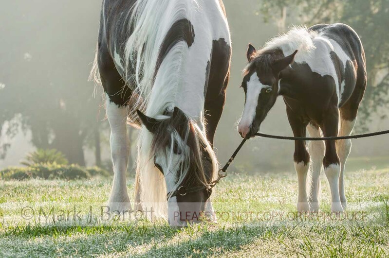 2240C-1.jpg :: adult female Gypsy Vanner Horse mare grazes in morning mist while foal baby plays with her lead rope