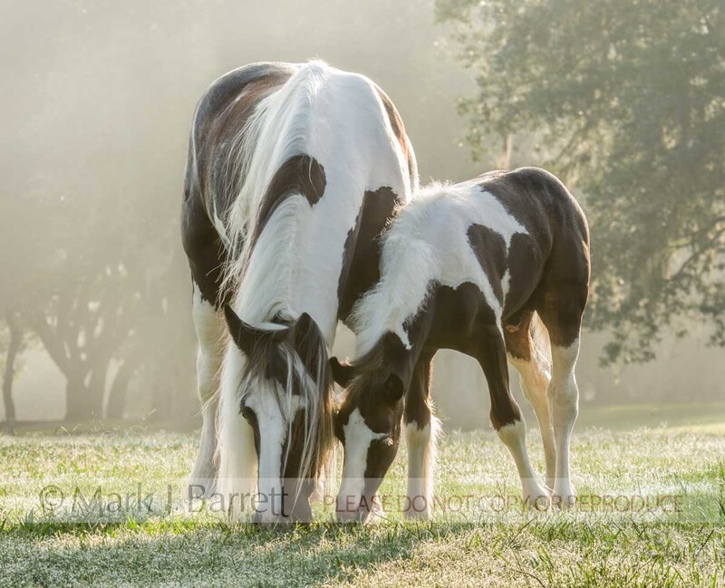 2240D-1.jpg :: adult female Gypsy Vanner Horse mare grazes with foal baby in early morning misty grass field