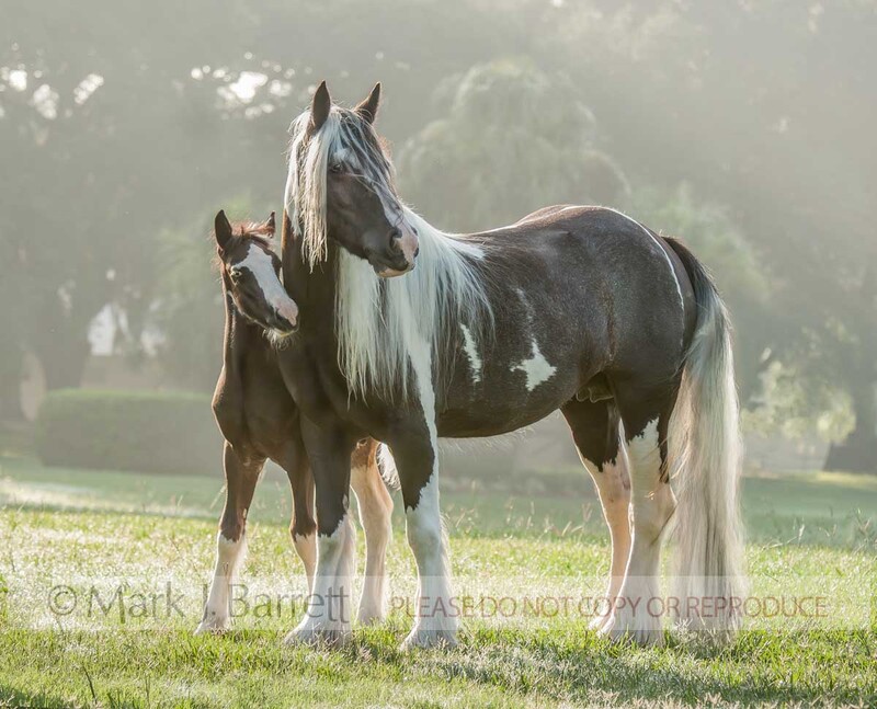 2240M-1(1).jpg :: adult female Gypsy Vanner Horse mare stands with foal baby in early morning misty grass field