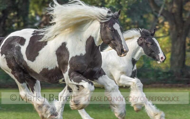 2252U.jpg :: adult female Gypsy Vanner Horse marew runs in grass field with colt foal baby.
