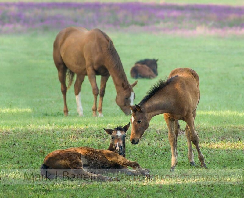 2259D-2(1).jpg :: baby Thoroughbred horse foals in green grass with mare grazing nearby.