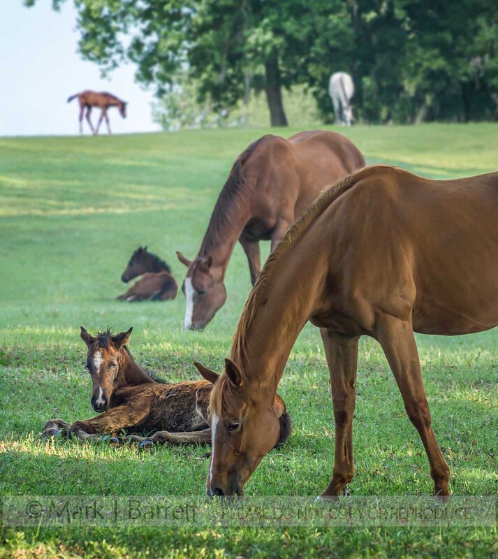 2259G3(1).jpg :: Thoroughbred mare grazes with foals lying in grass nearby.