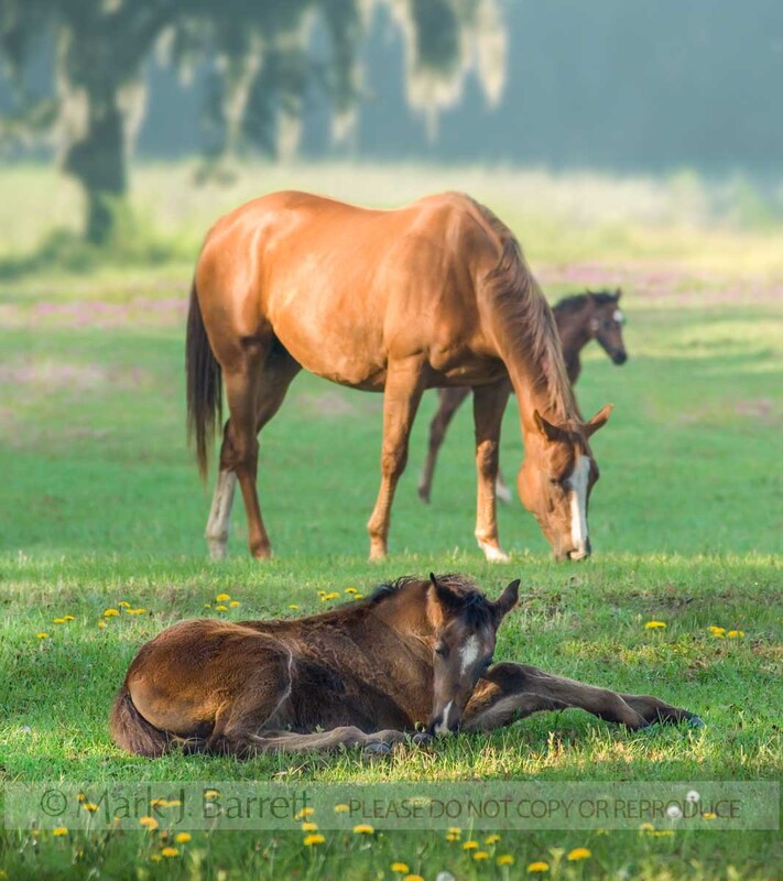 2259J3(1).jpg :: Thoroughbred mare grazes with two foals nearby.