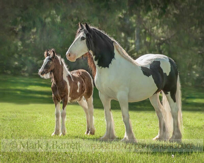 2260X-1(1).jpg :: adult Gypsy Vanner Horse mare with foal in field
