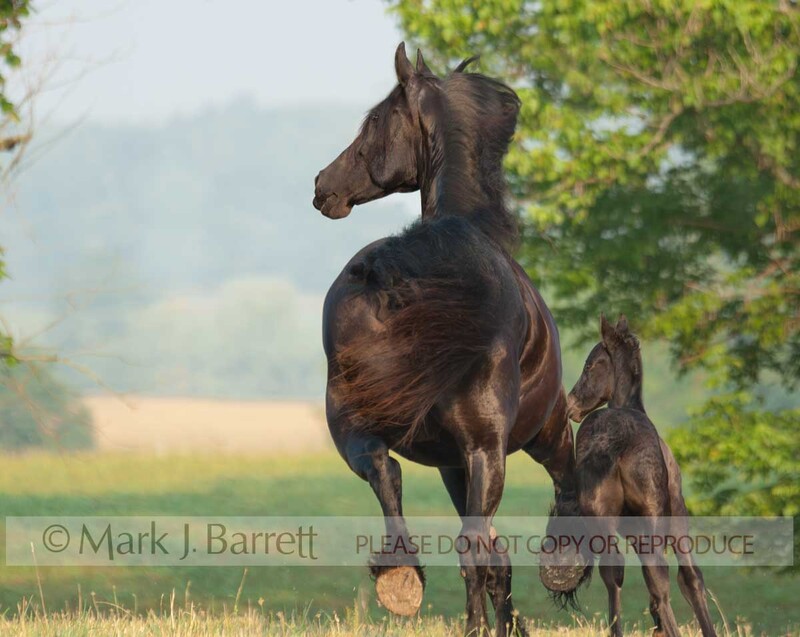 2275W-1.jpg :: adult female Friesian horse mare trots away in grass field with 1 week old filly foal close at her side