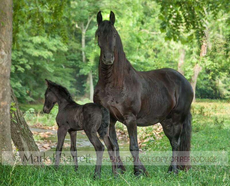 2277M(1).jpg :: adult female Friesian horse mare stands with 1 week old foal by brook