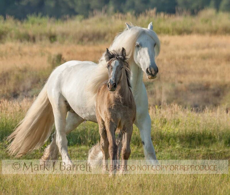 2278-1.jpg :: adult female Gypsy Vanner Horse mare in alpine meadow with 2 month old colt foal