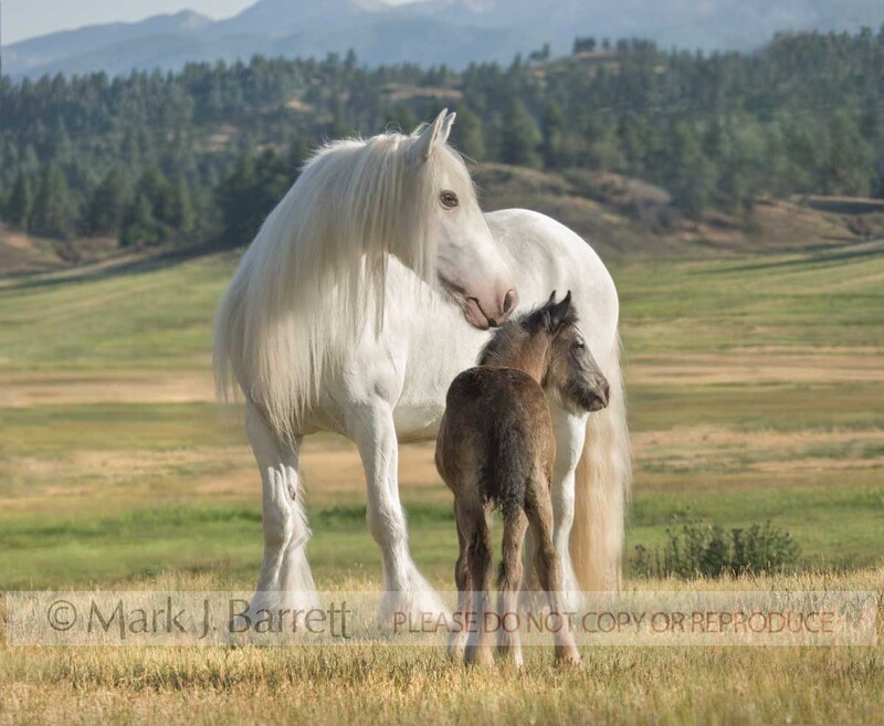 2278F2.jpg :: adult female Gypsy Vanner Horse mare in alpine field with 2 month old colt foal at side