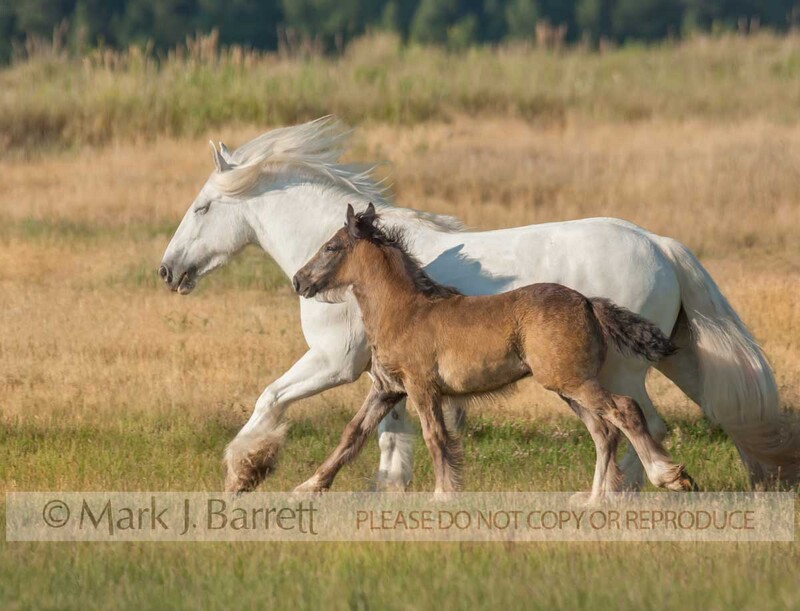 2278V(1).jpg :: adult female Gypsy Vanner Horse mare running in alpine meadow with 2 month old colt foal at side
