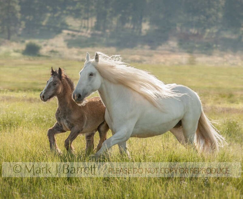 2278ZH(1).jpg :: adult female horse mare runs in alpine meadow with 2 month old colt foal in alpine meadow