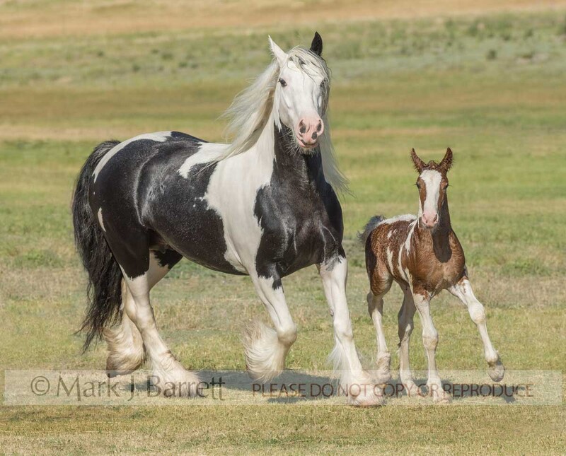 2279M(1).jpg :: adult female Gypsy Vanner Horse mare with foal trots colt foal in grass field