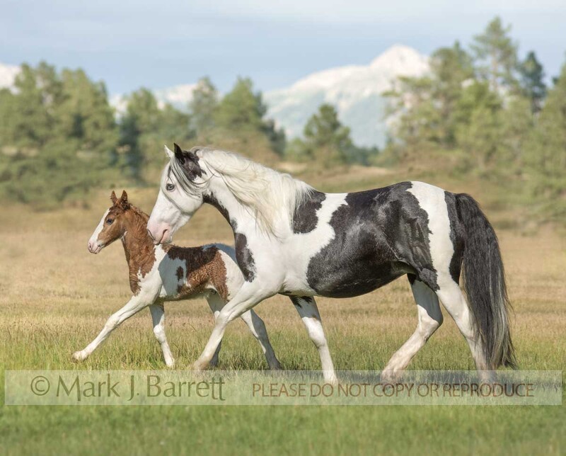 2279U2.jpg :: adult female Paint horse mare trots with foal baby at side in alpine field