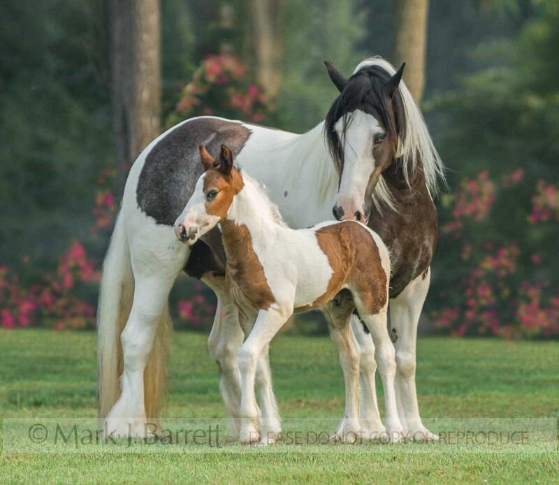 2281ZF1.jpg :: Gypsy Vanner Horse mare with young foal at side.  Sire is Roadsweeper (UK)