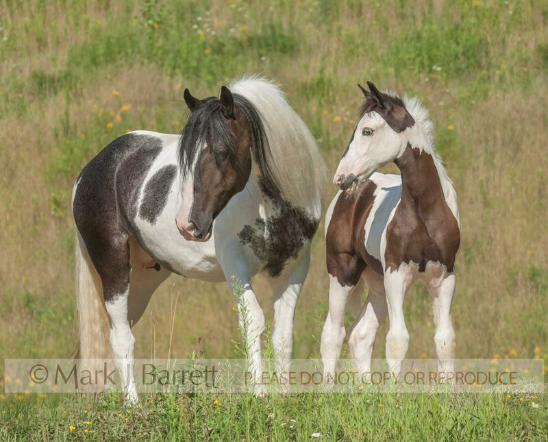 2282F-1.jpg :: adult female Paint horse mare stans with foal in wildflower fieldl