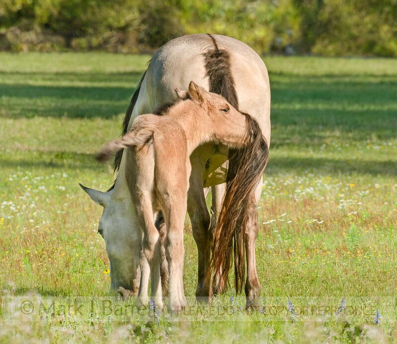 2286-19A(1).jpg :: Warmblood mares and foals in pasture