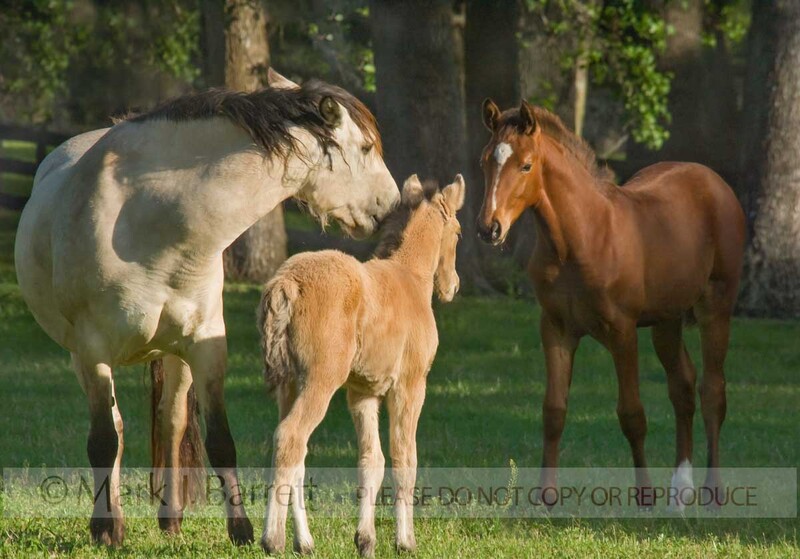 2286-27(1).jpg :: adult mare watches closely as Warmblood horse foals meet in grass field