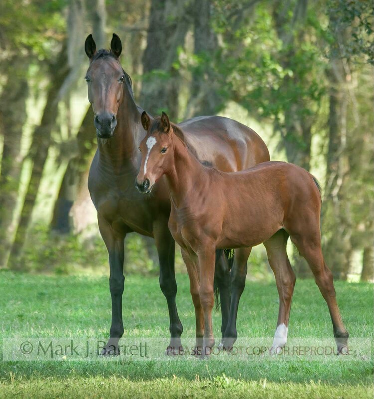 2287-8.jpg :: adult female Oldenburg Warmblood horse mare with foal at sde in grass field