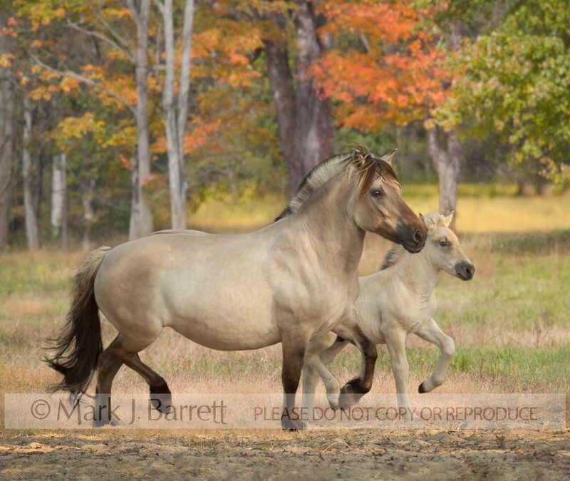 2291-3A.jpg :: adult female Norwegian Fjord horse mare with one month old foal at side