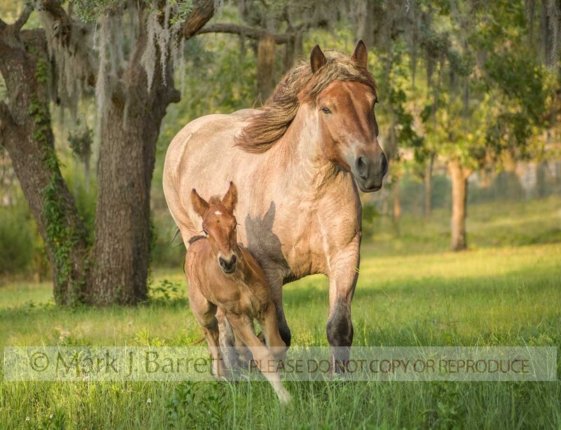 2292-34(2).jpg :: adult female Ardennes or Ardennais horse mare with foal in field