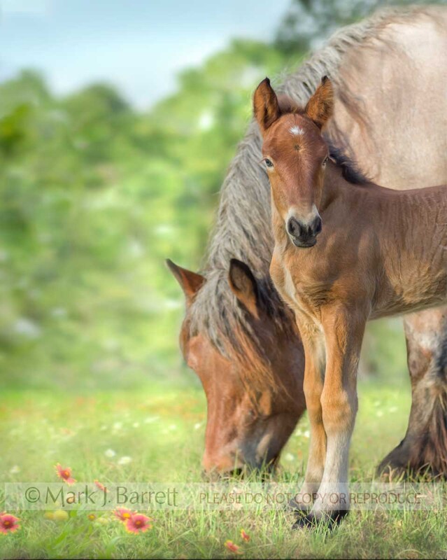 2292-4A.jpg :: adult female Ardennes or Ardennais horse mare with foal in field