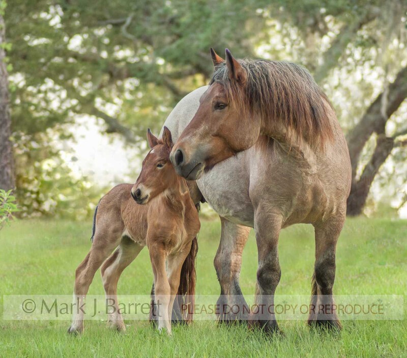 2292-6A.jpg :: adult female Ardennes or Ardennais horse mare with foal in field