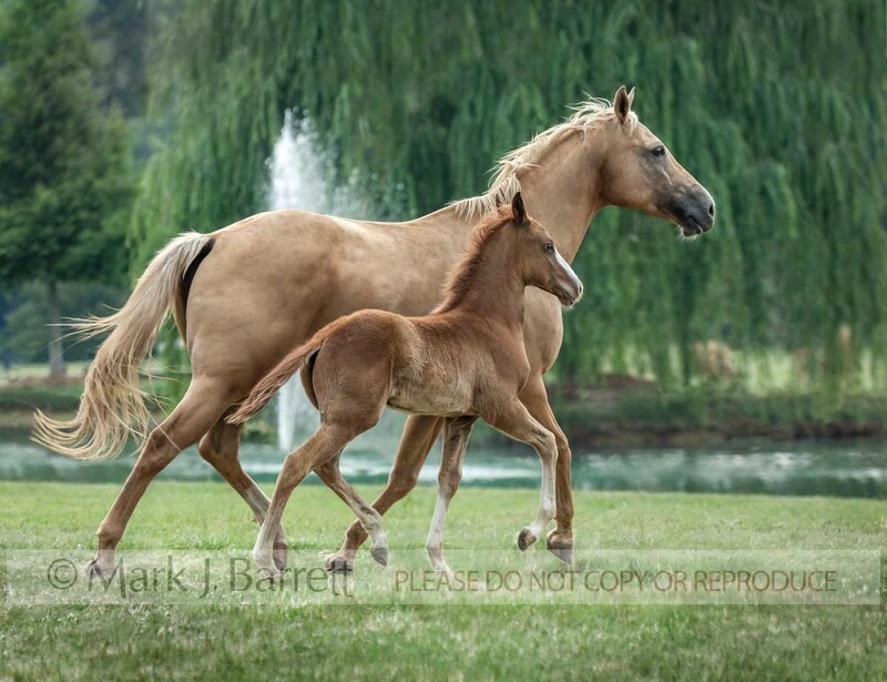 2294-18(1).jpg :: adult female palomino American Quarter horse mare with foal running at side in grass field with pond