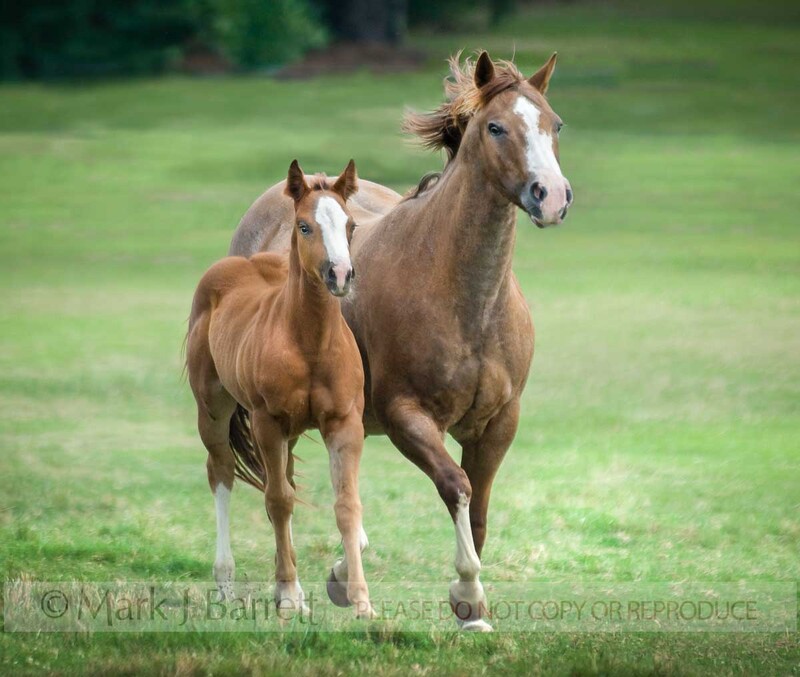 2294-22A(1).jpg :: Quarter Horse mare with foal galloping toward us.