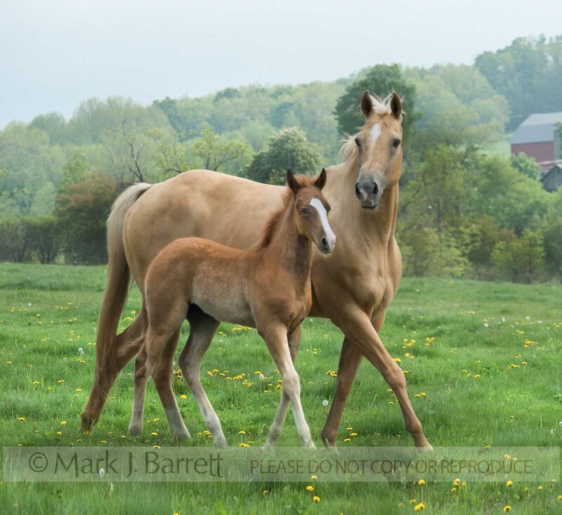 2294-26A(1).jpg :: Palomino mare with foal running at side