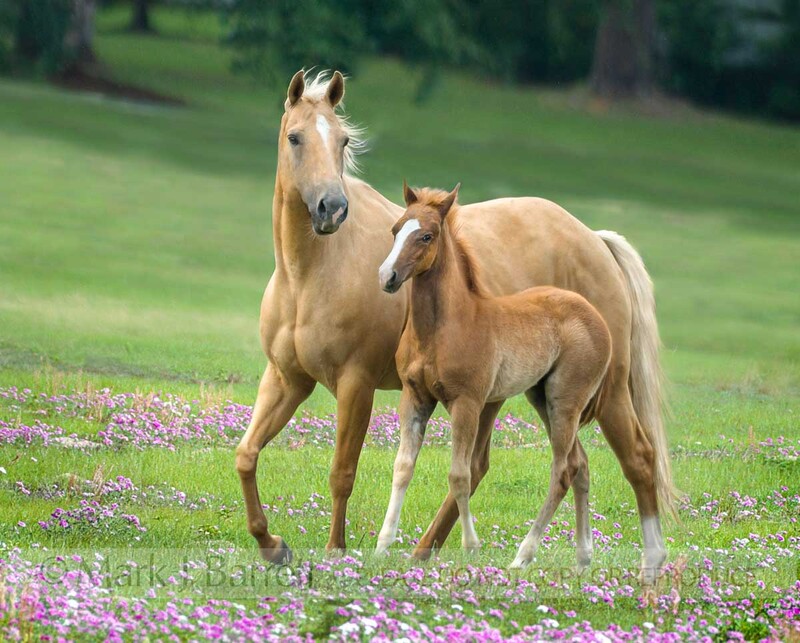 2294-28A(1).jpg :: Palomino mare with foal running at side