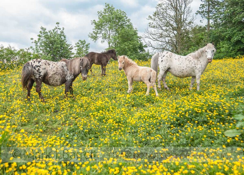 2295-13(1).jpg :: Herd of Falabella Pony horse mares and foals in field of yellow flowers near Warton, U.K.