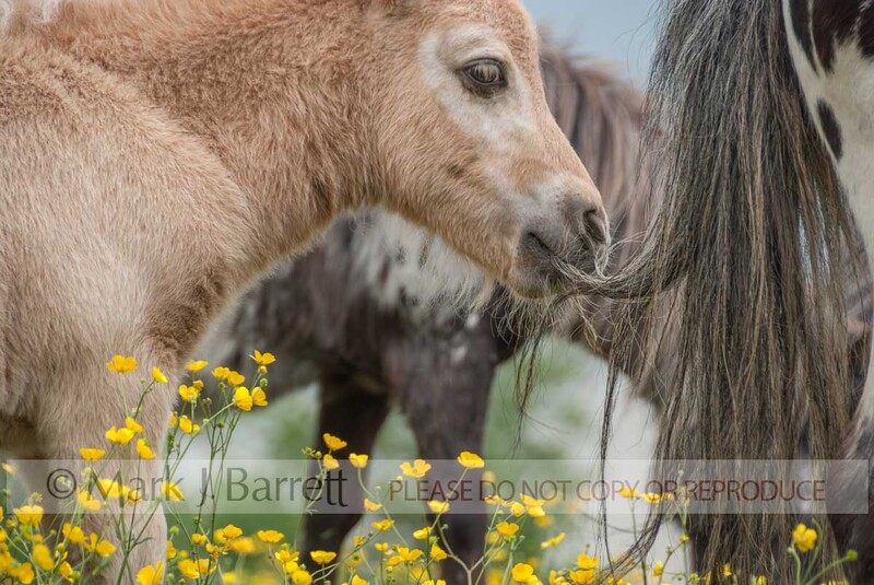 2295-17(1).jpg :: Falabella Pony foal chews on moms tail mares and foals in field of yellow flowers near Warton, U.K.