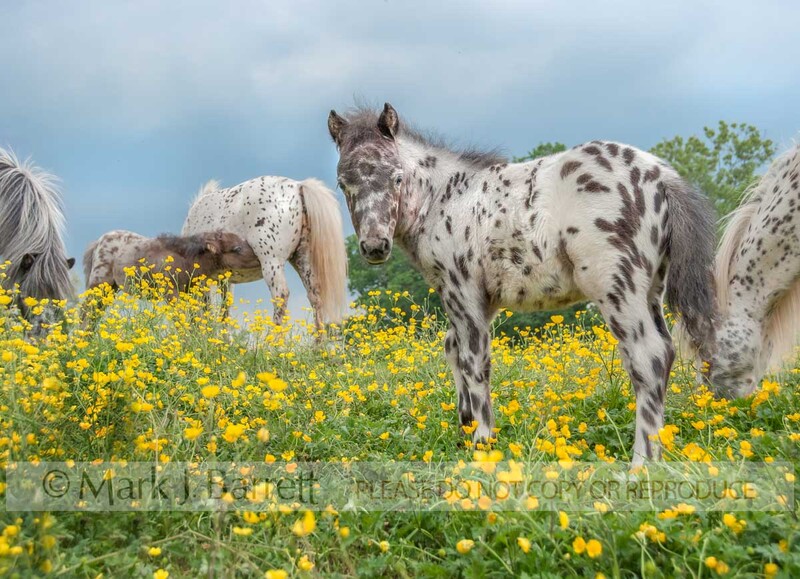 2295-20.jpg :: baby Falabella Pony foal with herd in field of yellow flowers