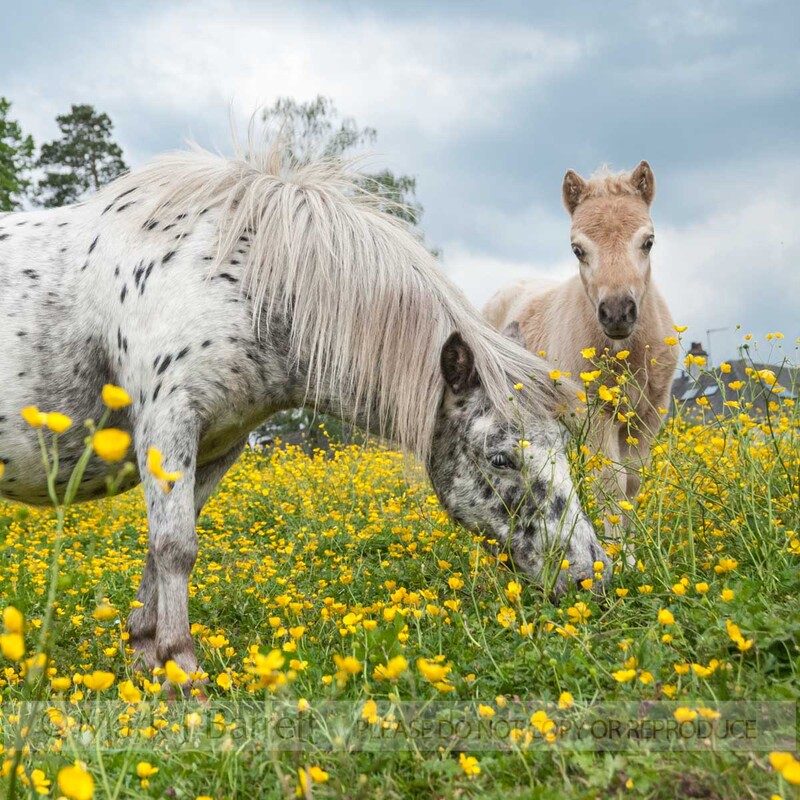 2295-23(1).jpg :: Herd of Falabella Pony  and foal in field of yellow flowers near Warton, U.K.