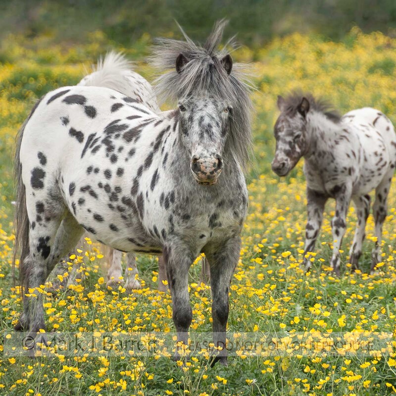 2295-5(1).jpg :: Herd of Falabella Pony horse mares and foals in field of yellow flowers near Warton, U.K.