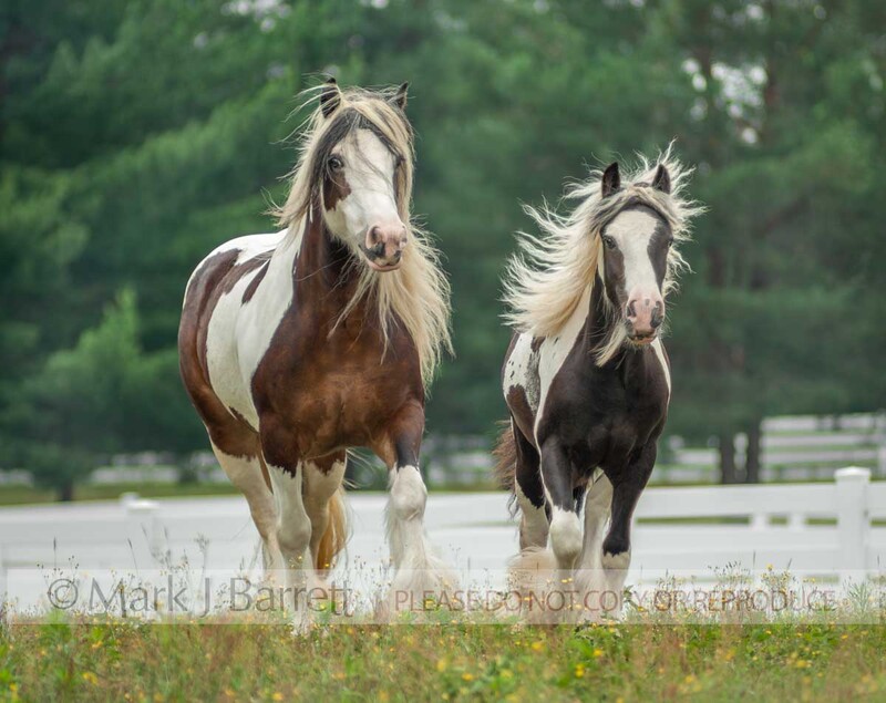 2297-15A.jpg :: Juvenile Gypsy Vanner Horse weanling filly runs with mare mom in wildflower field paddock