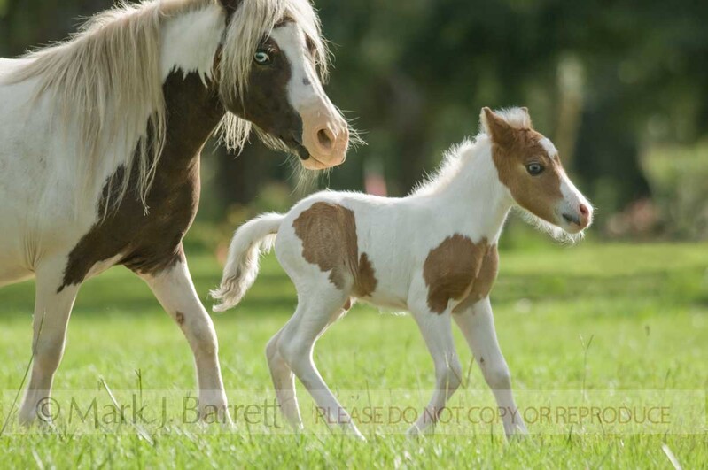 2300-8(1).jpg :: 1 day old Miniature horse foal colt with mare