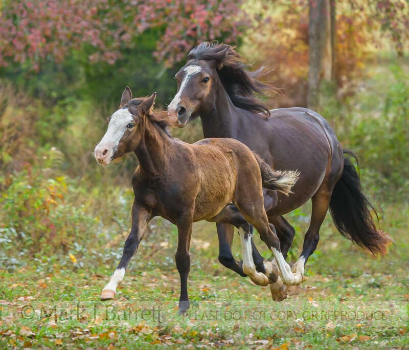 2302-4A(1).jpg :: Connemara Pony mare and foal running in wooded pasture