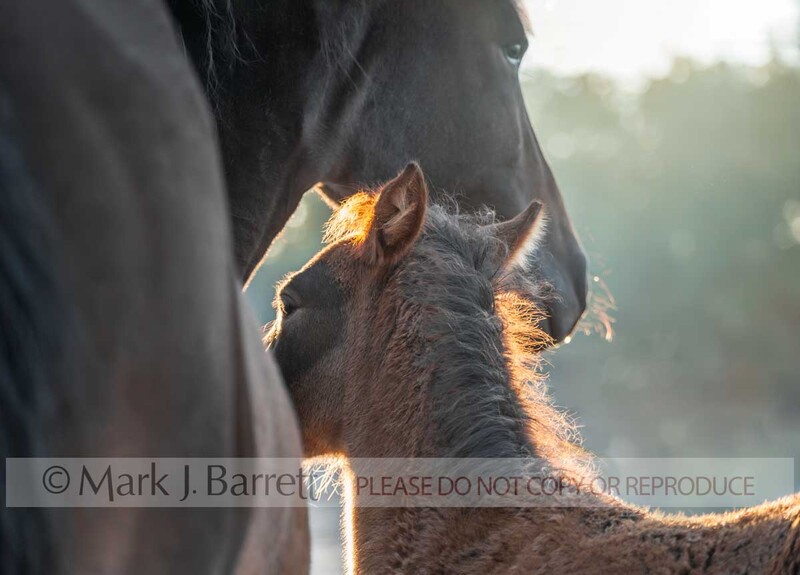 2305-2A.jpg :: newborn Paso Fino horse foal stands huddled next to mare mom in cold frosty field at sunrise