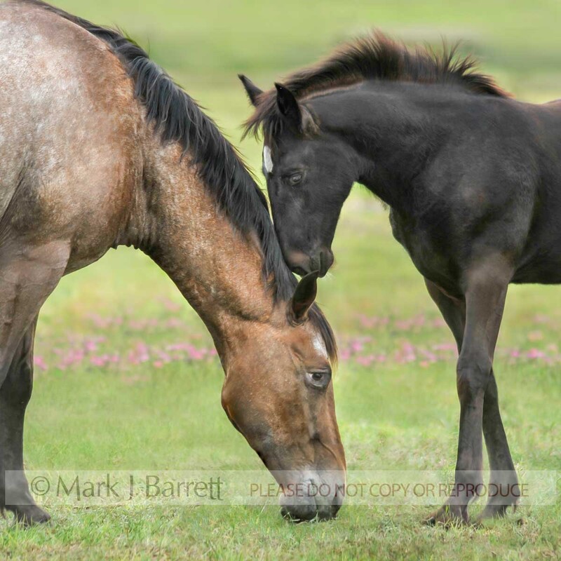 2307-4(1).jpg :: Juvenile horse foal and Appaloosa horse mare share tender moment in wildflower grass field mare