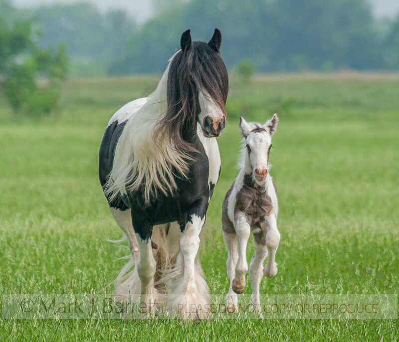 2308-54(1).jpg :: Gypsy Vanner Horse mare and foal RUN HEAD ON IN GRASS FIELD