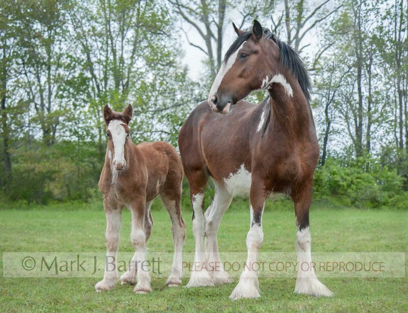 2310-1A.jpg :: Clydesdale Draft Horse foal colt stands with adult mare in green field