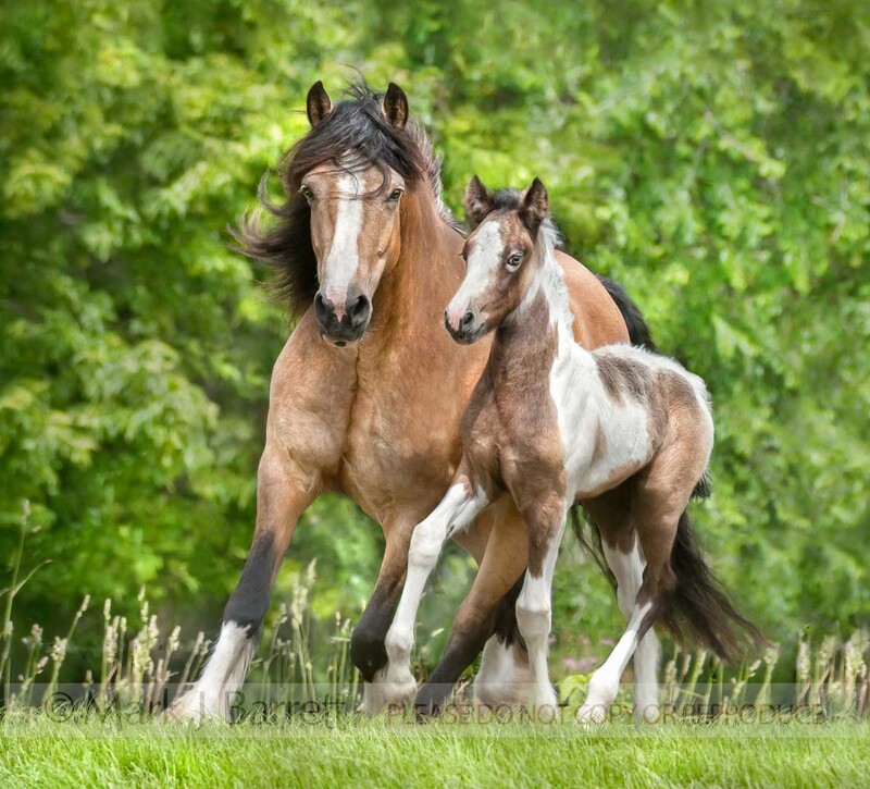 2313-27A(1).jpg :: Gypsy Vanner Horse mare with foal