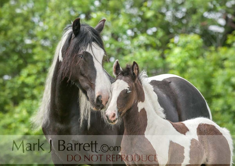 2315-34(1).jpg :: Gypsy Vanner Horses mare and foal