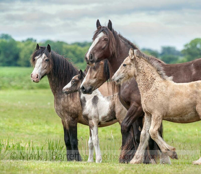 2316-12A(1).jpg :: Gypsy Vanner Horse mares and foals stnd huddled in grass field