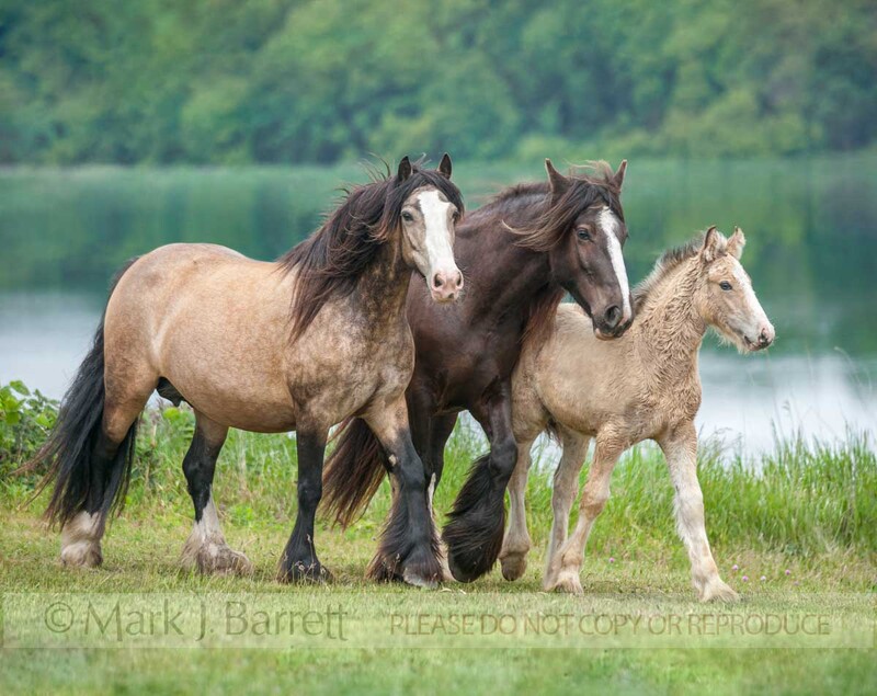 2316-15A(1).jpg :: Gypsy Vanner Horse mares and  foal run  in grass field by lake