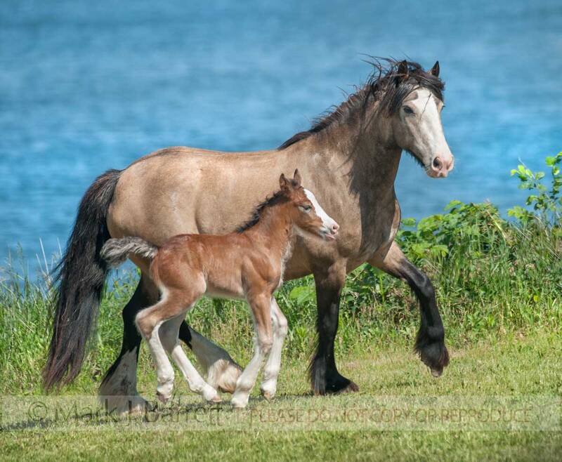2317-16A(1).jpg :: Gypsy Vanner Horse adult female mare runs by lake shore with  colt foal at side