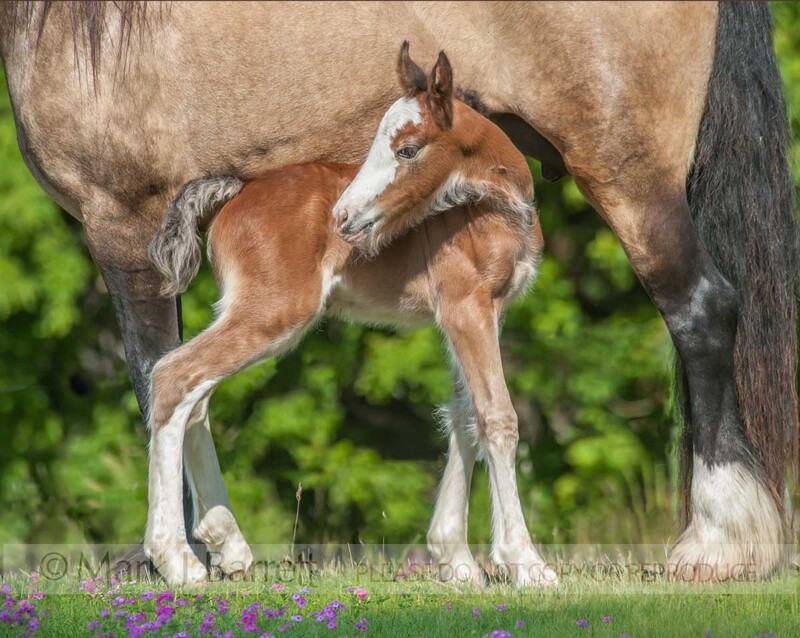 2317-7(1).jpg :: baby Clydesdale Draft Horse foal colt stnds under adult mare
