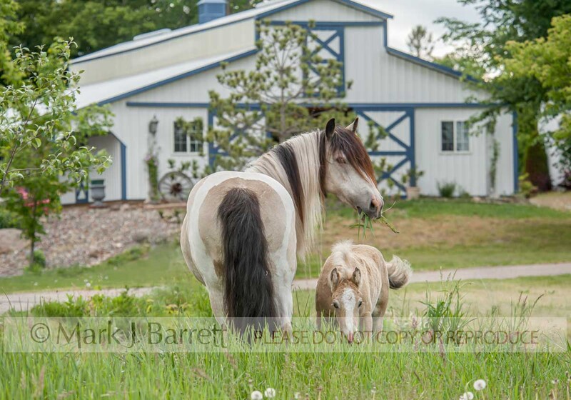 2318-16.jpg :: adult female horse mare and foal grazing with barn in background