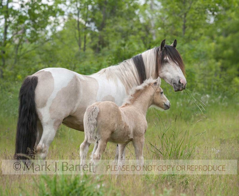 2318-1A(1).jpg :: adult female Paint horse in tall grass meadow with colt foal at her side